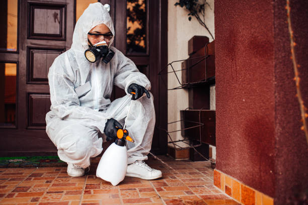 Attic and Crawl Space Rodent Treatment in Leadville